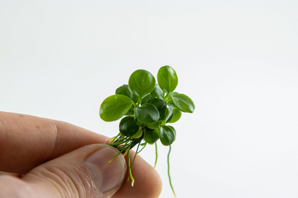 Anubias barteri 'Mini Coin' - Zwerg-Anubias "Mini Coin" 1-2-Grow!